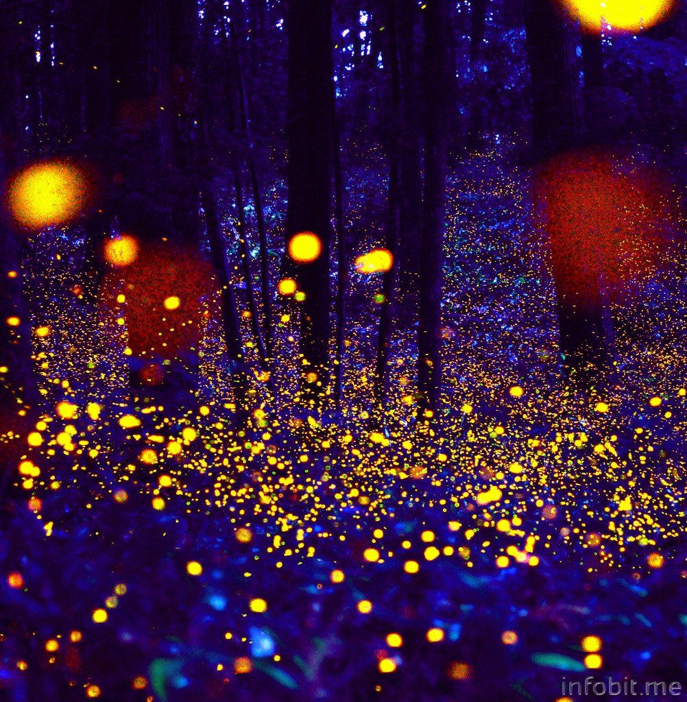 05.-Firefly-image_TH_1024x1024.jpg