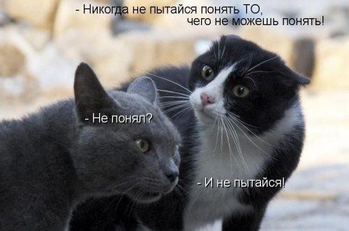 котэ.jpg