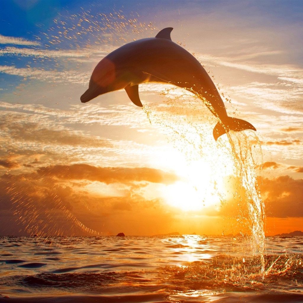 Splashing-sea-waves-of-dolphins-jumping-in-the-sunset_1024x1024.jpg