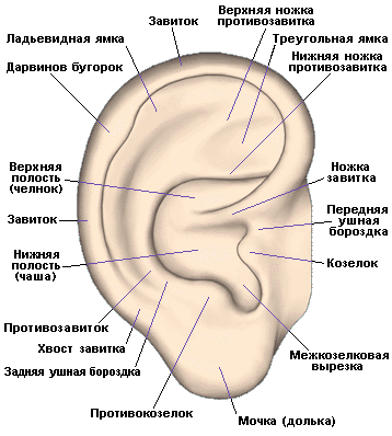 img1.liveinternet.ru_images_attach_c_5_84_693_84693509_1291082523_2b31466549ef.gif