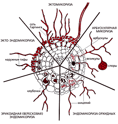 sadisibiri.ru_images_kuznecov_mikoriza.gif
