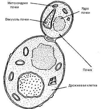 www.sergey_osetrov.narod.ru_Projects_Yeast_Yeast_12_races.files_image004.jpg