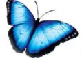 butterfly-516x368_c.jpg