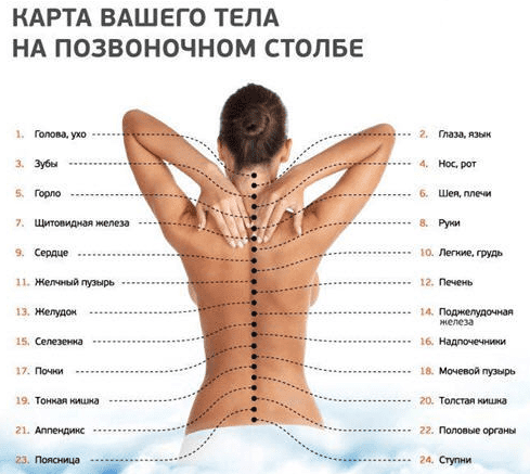 structurnaya-karta-pozvonochnika.png